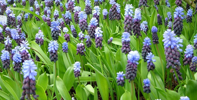 Muscari / RHS Plant Guide