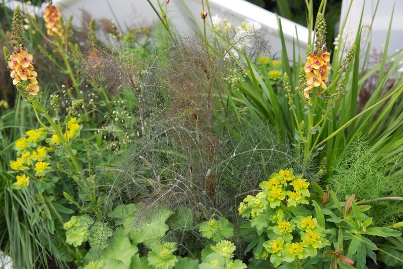 bronze-fennel-with-verbascum
