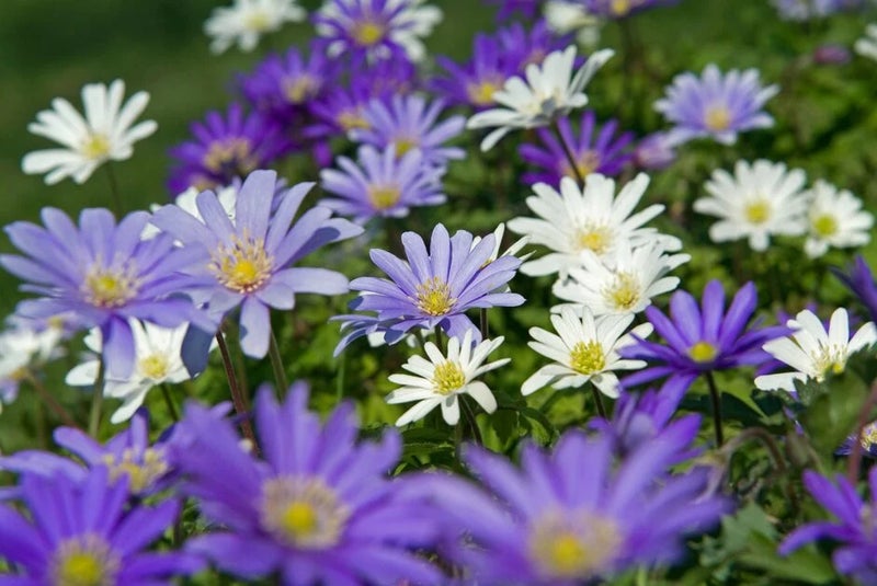 Spring blue magic