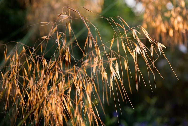 Golden oats
