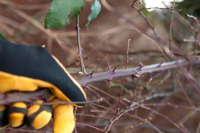 Brambles | RHS Advice