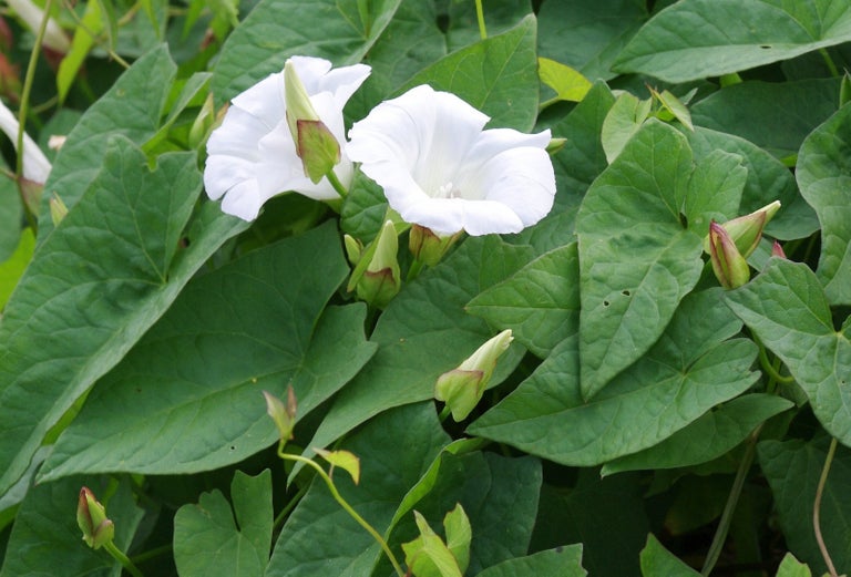 Bindweed