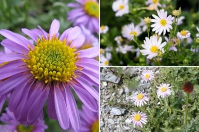 Asters for rock gardens
