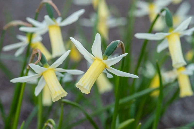 Ideal under shrubs