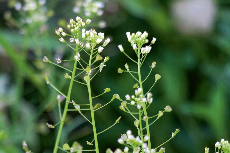 Capsella bursa-pastoris (shepherd's-purse)