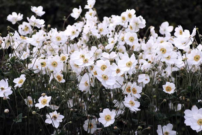 Classic Japanese anemone