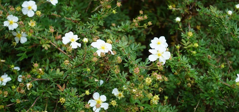 10 award-winning cold-tolerant plants