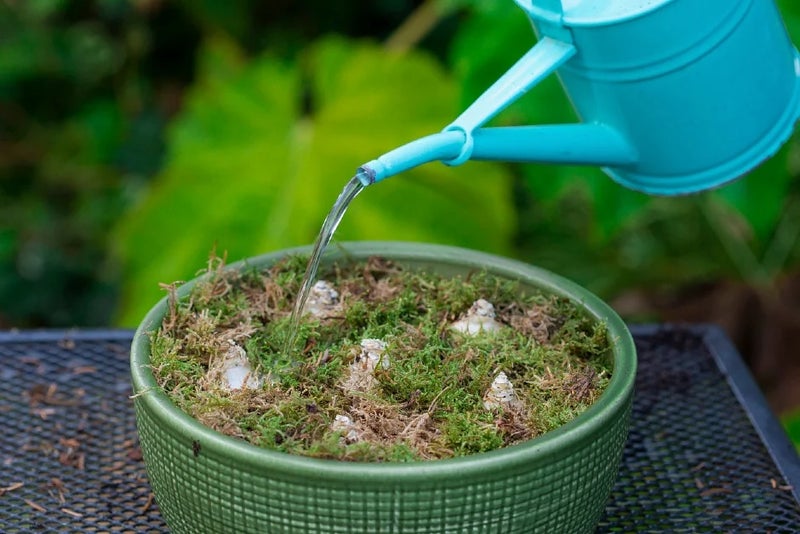 2. Settle your bulbs in
