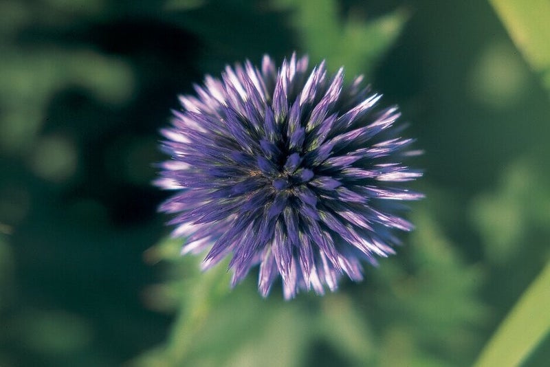 Blue and Purple Plants for Pollinators | RHS Advice
