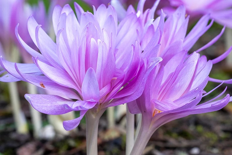 Double the petals
