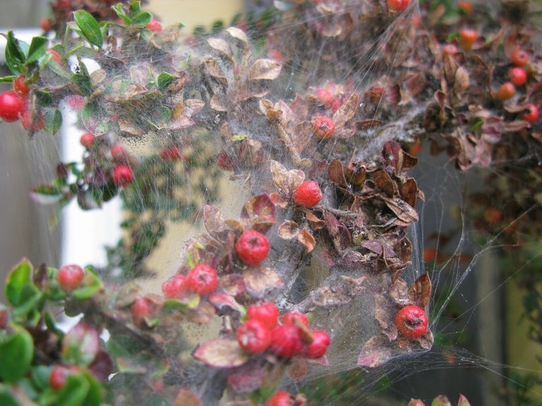 Cotoneaster webber caterpillars