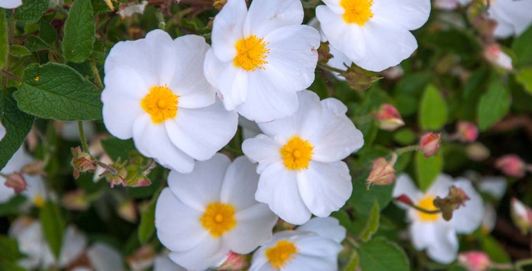 Cistus