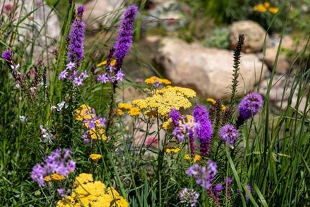 Liatris-and-Tulbaghia-with-Achillea