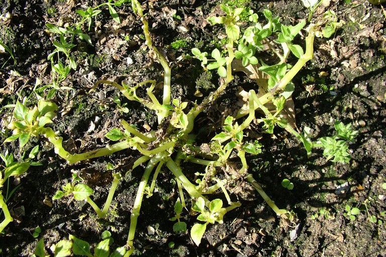 Impatiens downy mildew