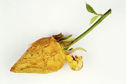 Rose Leaf-Rolling Sawfly | RHS Advice