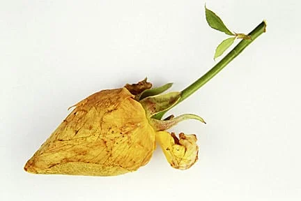 Deformed Roses Mutations: Flower Proliferation Explained | RHS Advice