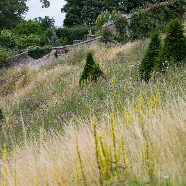 Terrace Meadows at Easton Walled Gardens, Lincolnshire