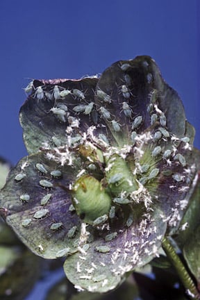 Hellebore aphid (<i>Macrosiphum hellebori</i>) on Hellebore (<i>Helleborus</i> sp.). Credit: RHS/Entomology.