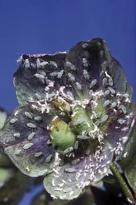 Hellebore aphid (<i>Macrosiphum hellebori</i>) on Hellebore (<i>Helleborus</i> sp.). Credit: RHS/Entomology.