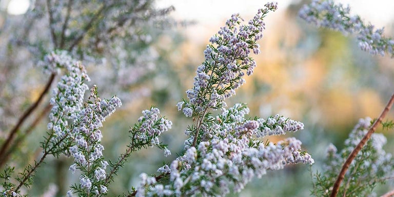 Buy ericas from RHSplants.co.uk