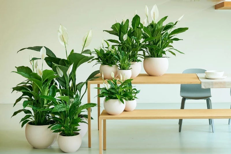 Tough peace lilies