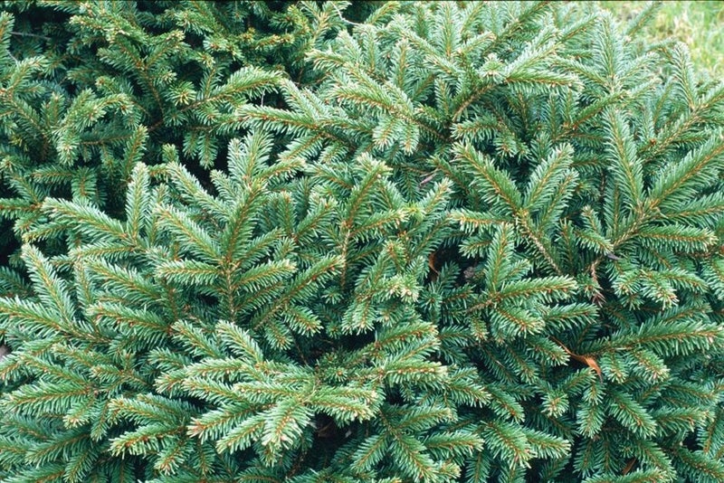 Nifty little spruce