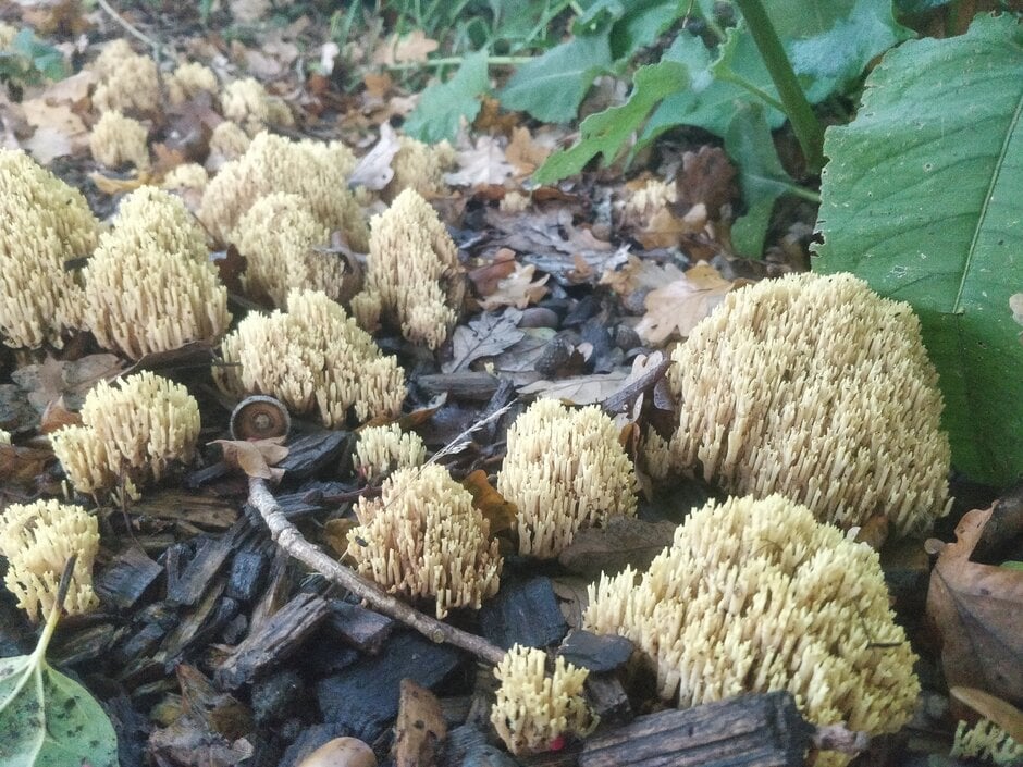 Saprotrophic Fungi in Gardens | RHS Advice