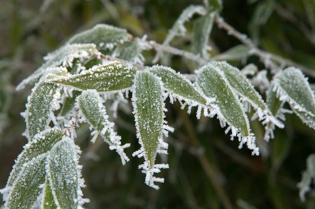 RHS hardiness rating