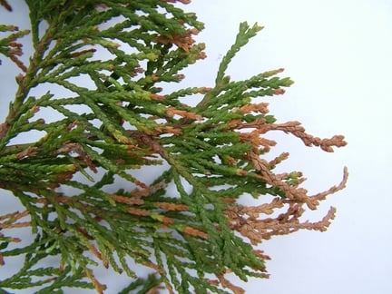 Conifers: Pestalotiopsis disease
