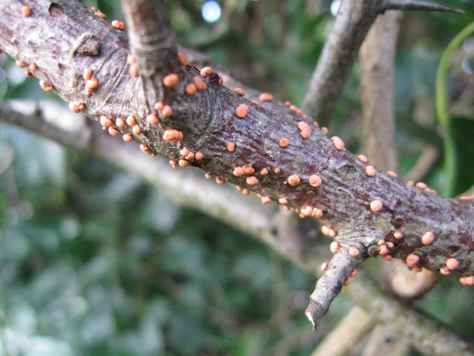 Coral spot on a hawthorn branch. Image: John Scrace
