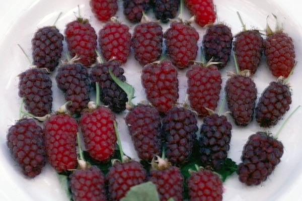 Loganberry 'Ly 654' AGM