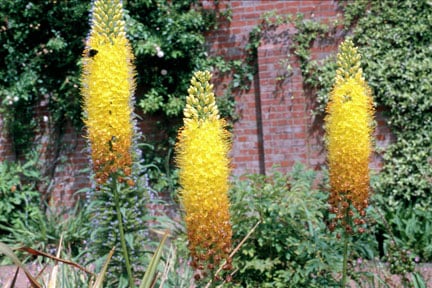 Eremurus