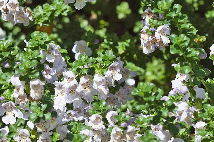Minty leaves