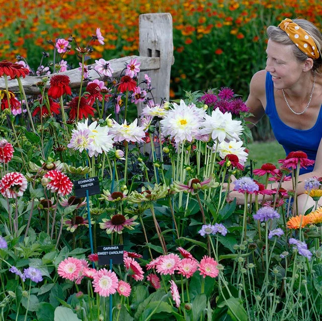 Growing and selecting cut flowers