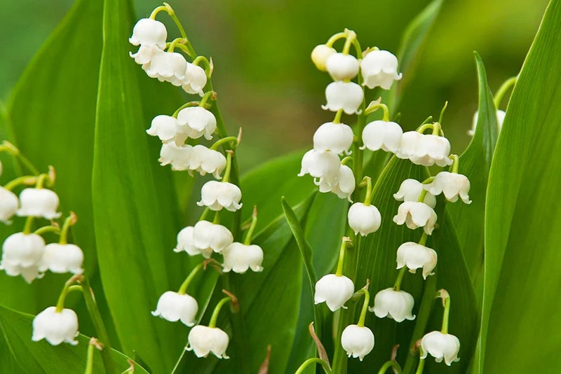 Lily of the valley