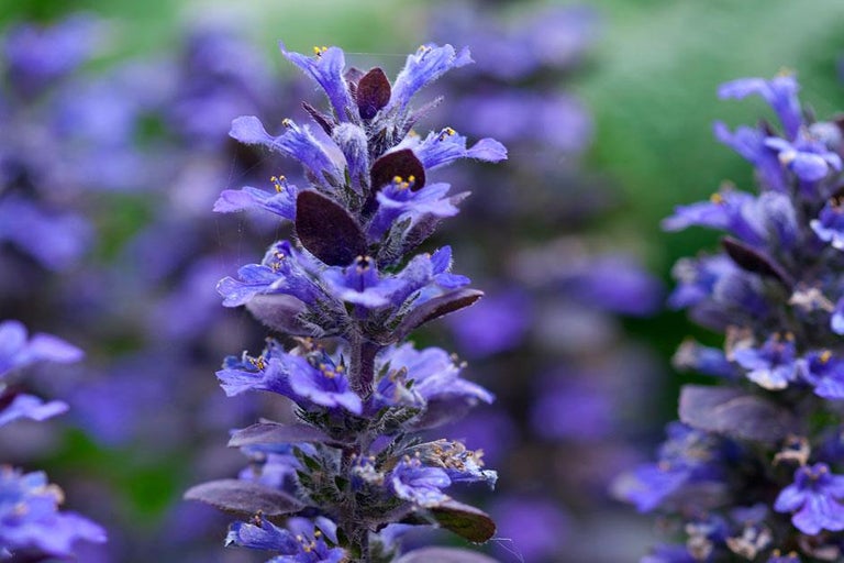 What is an RHS Recommended: Award of Garden Merit?