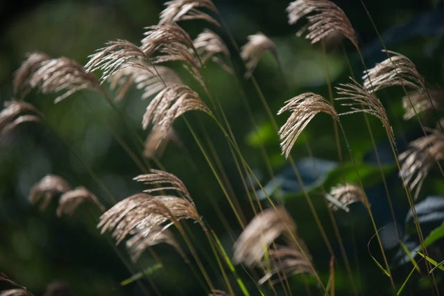 How to create a sensory garden for wellbeing