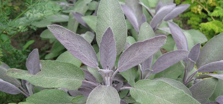 10 award-winning herbs