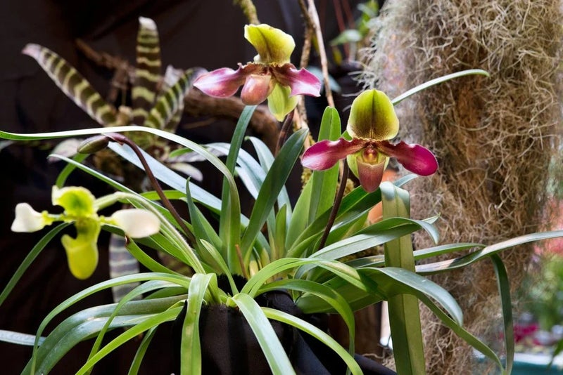 Slipper orchids – demure beauties