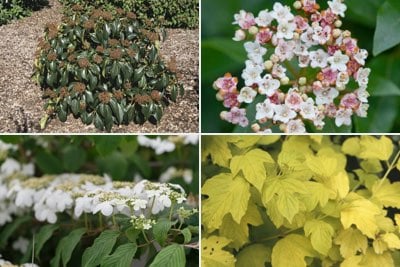 Evergreen & deciduous viburnum