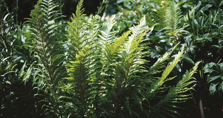 Buy polystichum from RHSplants.co.uk