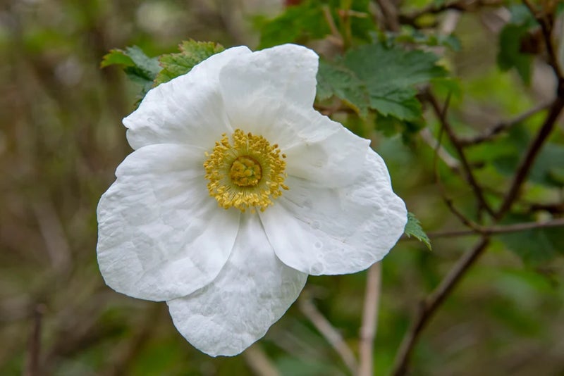 A pure-white you must have