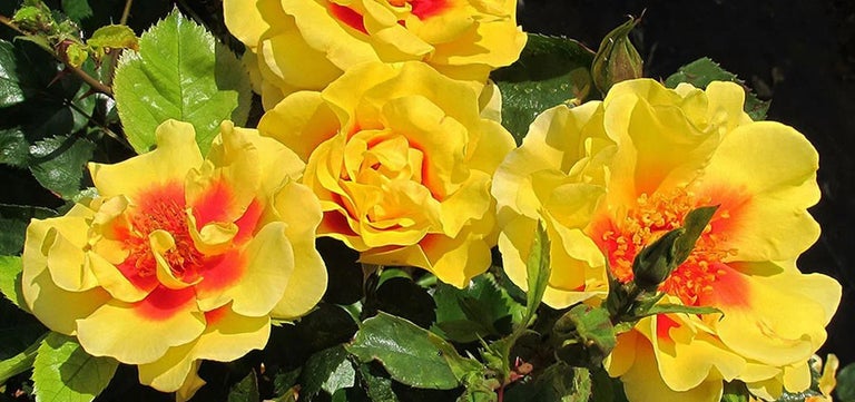 New plants: Rosa ‘Peter’s Persica’