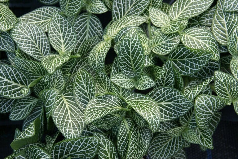 Fittonia