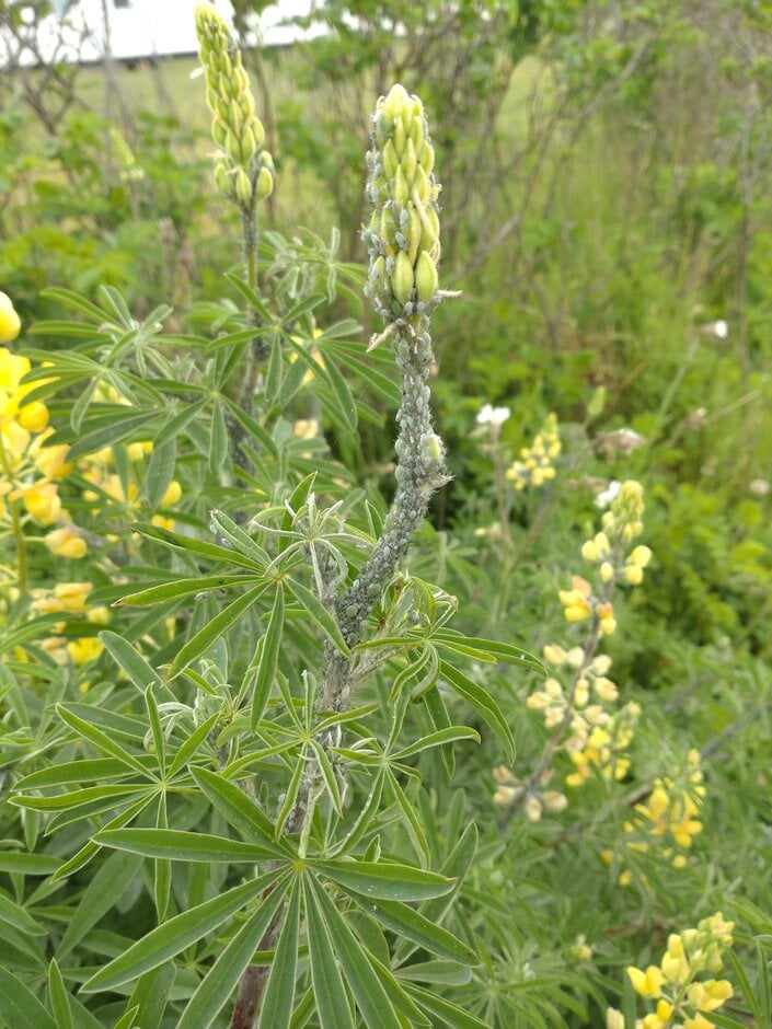 Lupin aphid (<i>Macrosiphum albifrons</i>) 