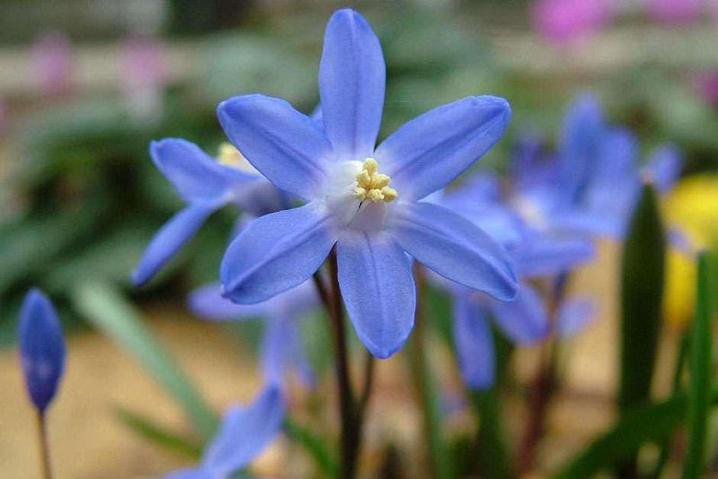 True blue