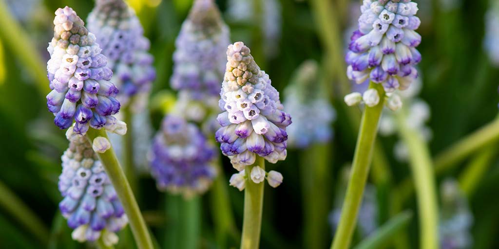 Muscari / RHS Plant Guide