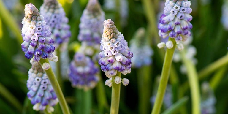 Buy muscari from RHSPlants.co.uk
