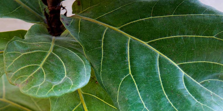 Buy ornamental figs from RHSplants.co.uk