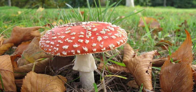 10 fun facts about fungi
